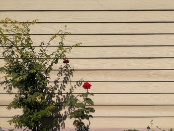 Flowering plants against wall