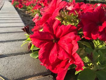 High angle view of red flowers blooming outdoors