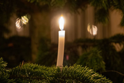 Close-up of illuminated christmas tree