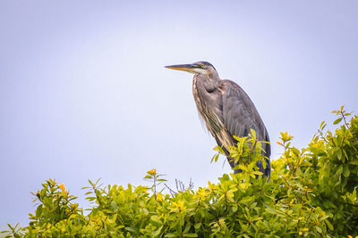 Low angle view of gray heron perching on plant against clear sky