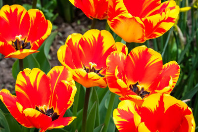 Close-up of red flowering plant