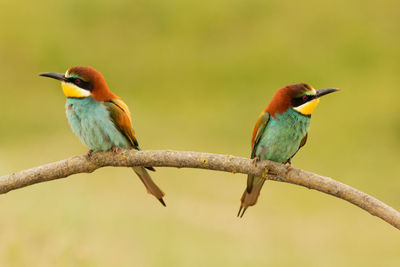 Bird perching on branch