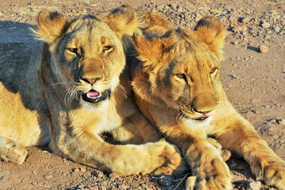 Portrait of a lion