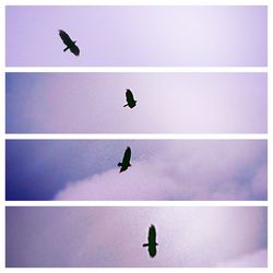 Low angle view of bird flying in sky