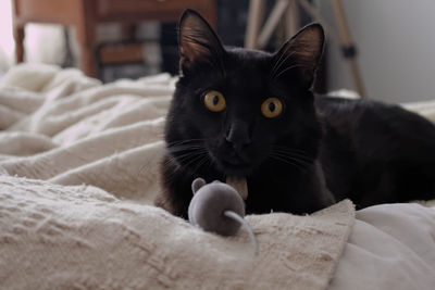 Close-up of black cat on bed