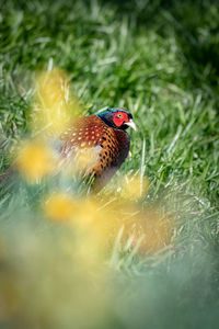 Close-up of bird perching on a land