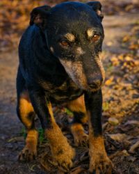Portrait of dog on field