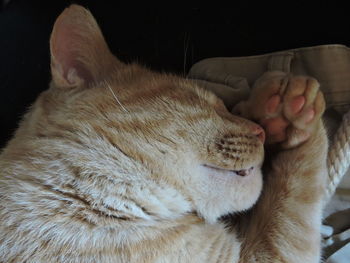 Close-up of cat sleeping