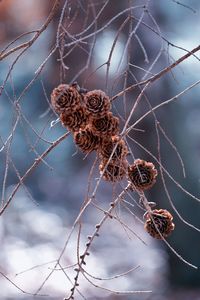 Close-up of wilted plant