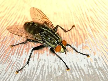 Close-up of fly on table