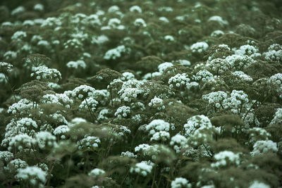 Flowers growing on field