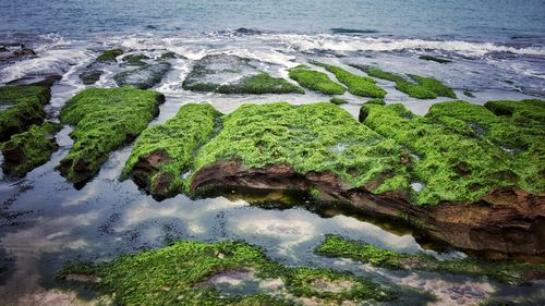 Moss on rocks at beach