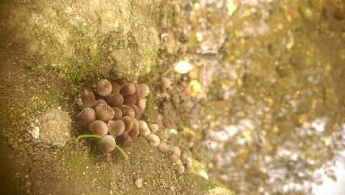 Close-up of bread on tree