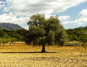 Trees on field against sky