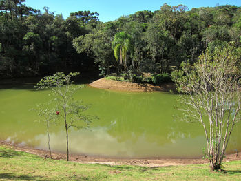 Scenic view of lake by trees in forest
