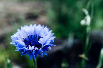 Close-up of purple flowers