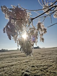 Low angle view of plants on snow covered land against sky