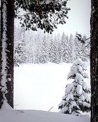 Trees on snow covered field against sky