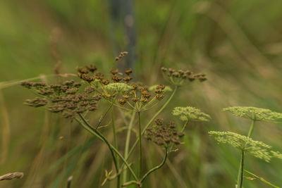 Close-up of plant on field