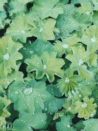 Full frame shot of water drops on plants