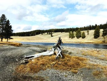 View of horse on land against sky