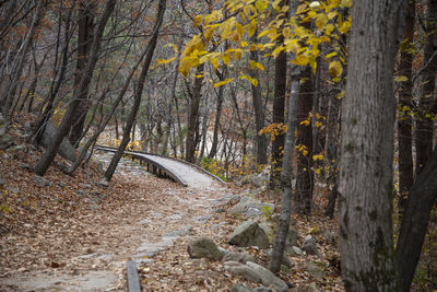 View of trees in forest