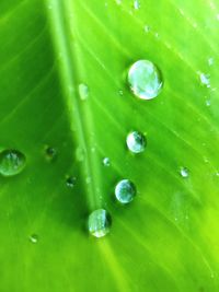 Full frame shot of raindrops on green leaves