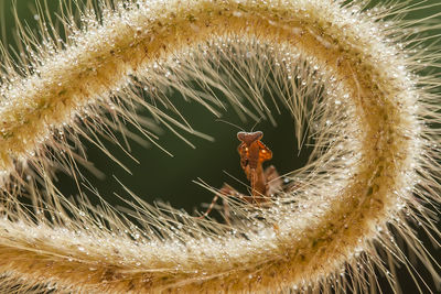 Story spesies of mantis in nature