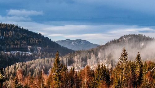 Pine trees in forest against sky