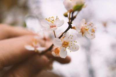 Close-up of apple blossoms in spring