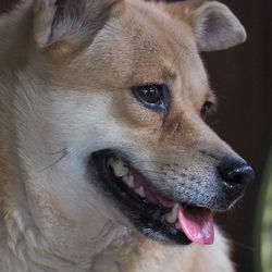 Close-up of dog looking away