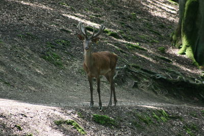 Deer standing on tree trunk