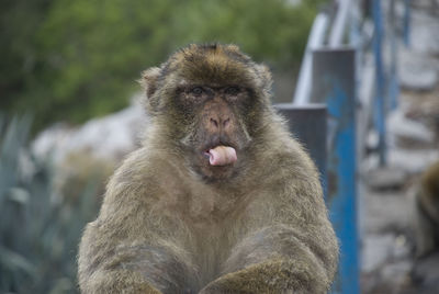 Barbary macaque of gibraltar sitting on railing