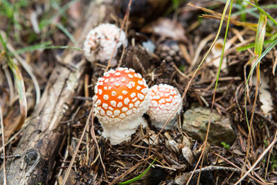 High angle view of mushroom on field