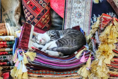 Close-up of cat sleeping