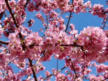 Low angle view of cherry blossom