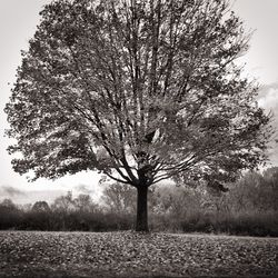 Bare tree on field