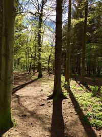 Trees growing in forest