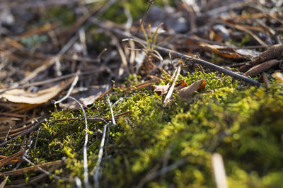 Close-up of plant growing on field