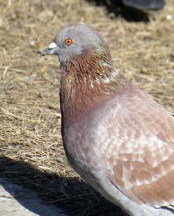 Close-up of a bird looking away