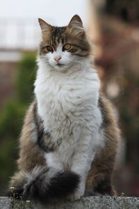 Portrait of cat sitting outdoors