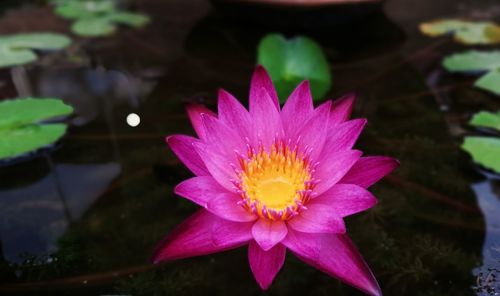 Close-up of pink water lily blooming outdoors