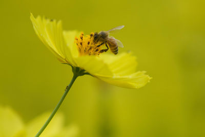 Close-up of bee on yellow flower