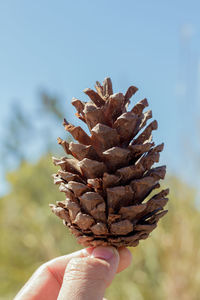 Close-up of hand holding pine cone