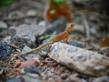 Close-up of lizard on rock