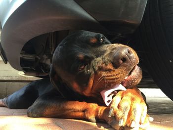 Close-up of a dog sleeping