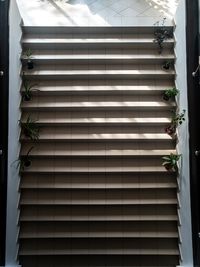 High angle view of potted plant on window