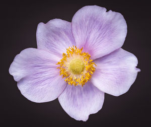 Directly above shot of flower against black background