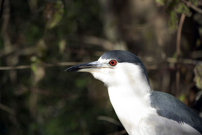 Close up of a black-crowned night heron