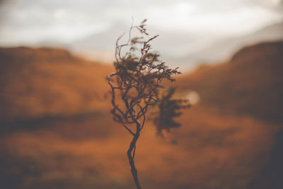 Close-up of dried plant on field